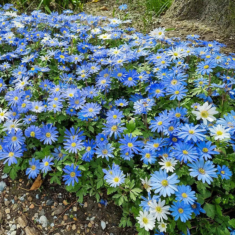 Blue Shades Grecian Windflowers Seeds